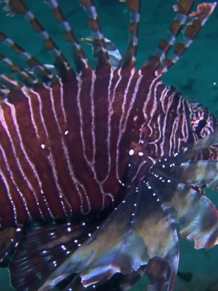 世界上最毒的动物版